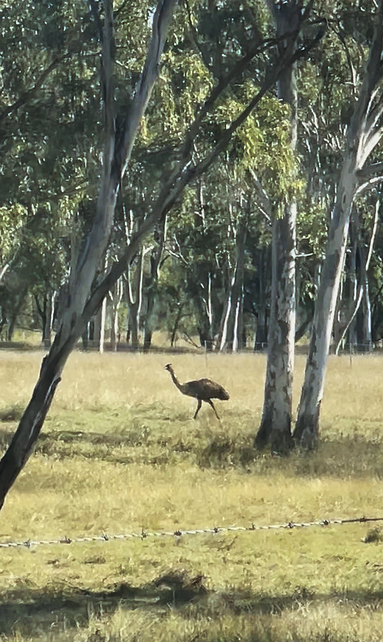 Wild emu spotted near Orange Creek during a Queensland gemfields roadtrip by To Hold & To Have Jewellers.