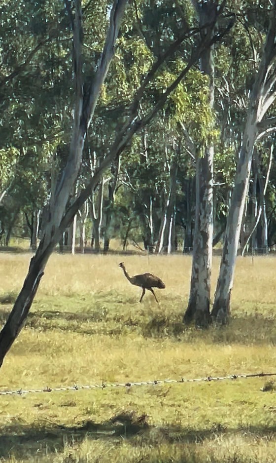 Wild emu spotted near Orange Creek during a Queensland gemfields roadtrip by To Hold & To Have Jewellers.