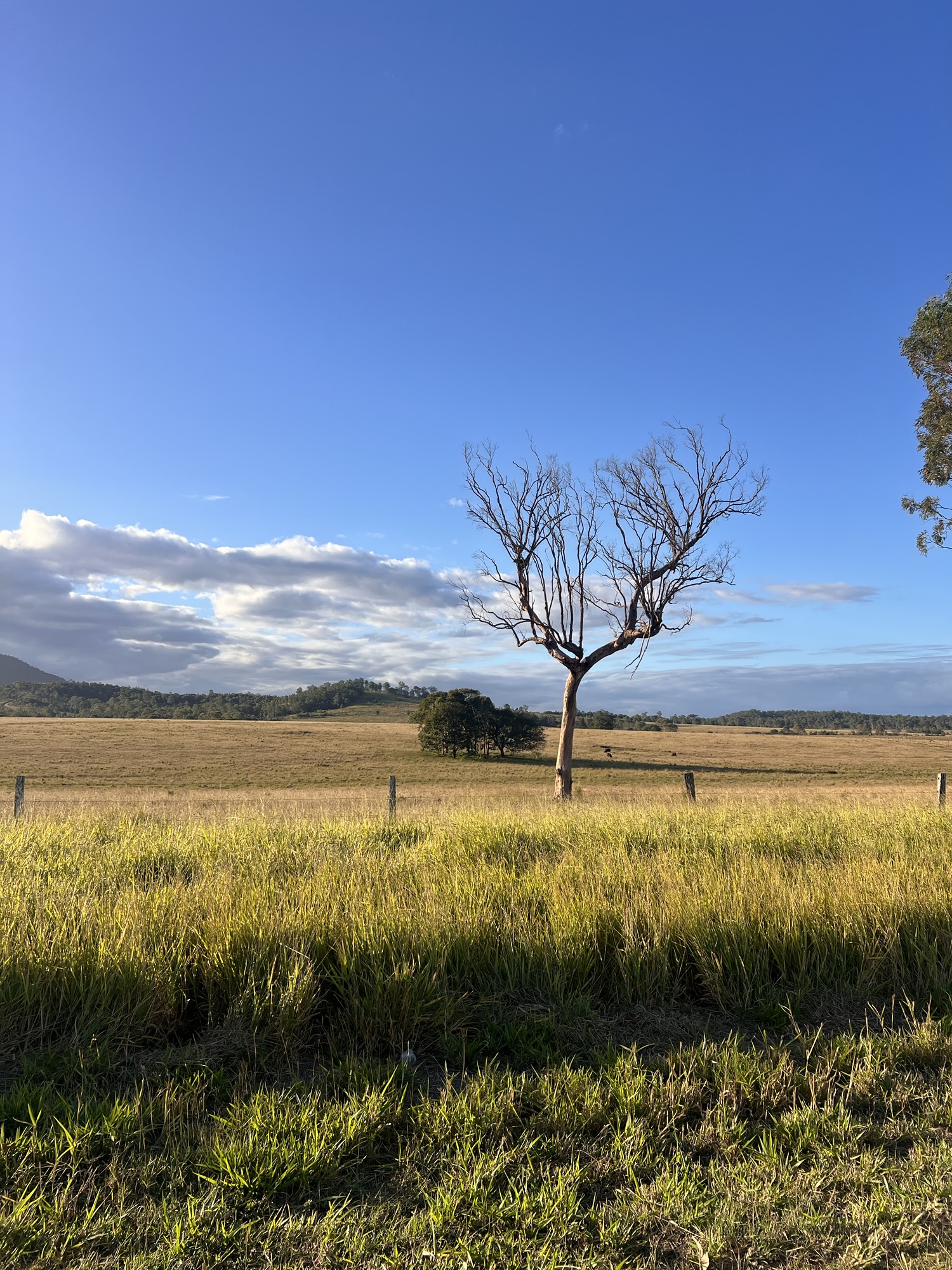 A lone weathered tree standing in golden winter grasslands beneath a vast plue Queensland sky o the road between Buderim and Rubyvale.