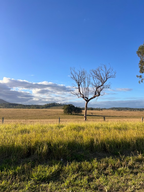 A lone weathered tree standing in golden winter grasslands beneath a vast plue Queensland sky o the road between Buderim and Rubyvale.