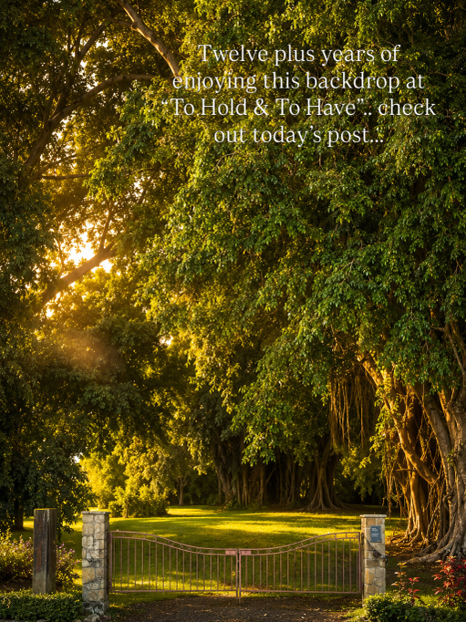 Golden late afternoon light filtering through the enormous fig trees of Wirreanda Park opposite To Hold & To Have Jewellers in Buderim, with the historic avenue illuminated in winter sun.